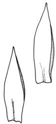 Camptochaete angustata. Branch leaves. Drawn from A.J. Fife 8589, CHR 461007.
 Image: R.C. Wagstaff © New Zealand Institute for Bioeconomy Science 2026 CC-BY 3.0 NZ